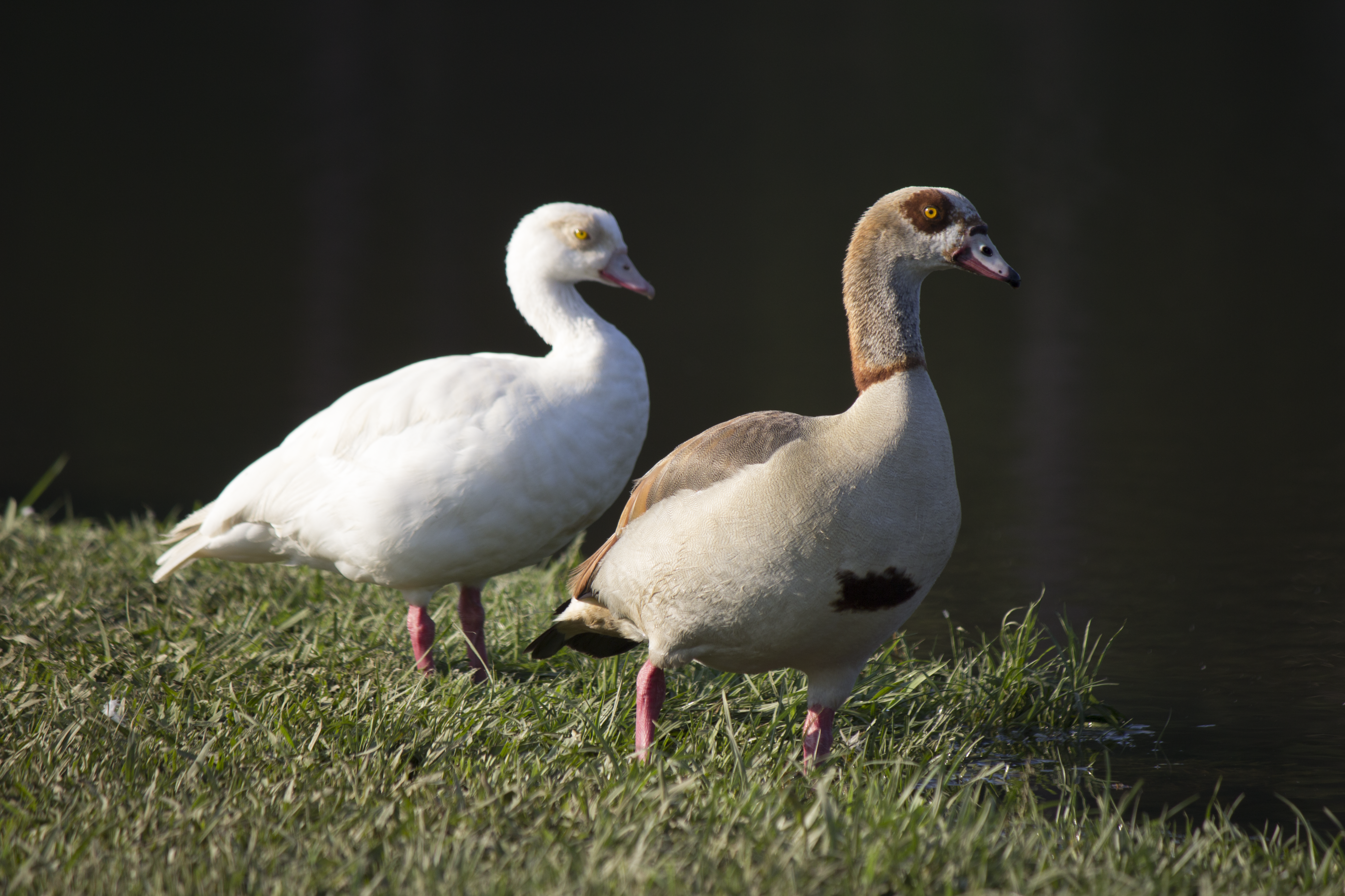 Egyptian Goose 1