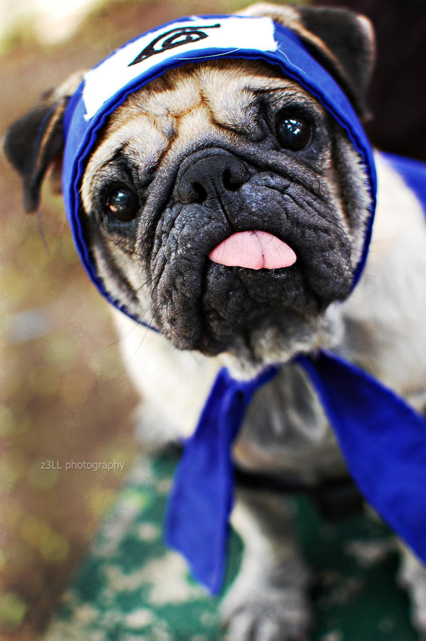 Pakkun Rapper Pakkun Cosplay by z3LLLL on DeviantArt