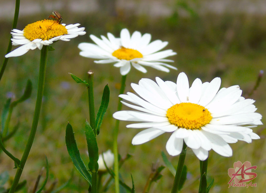 Flores de Nicaragua