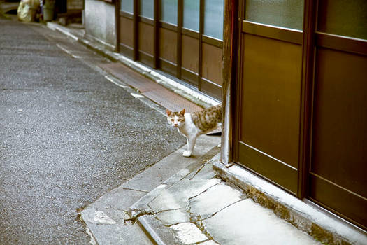 kyoto cat II