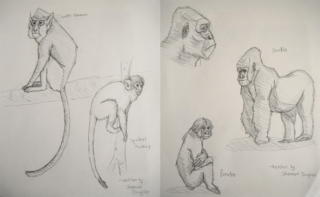 Primates Deviantart Base Primate Study by fuzzy13 on DeviantArt