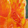 Abstract Canna Lily
