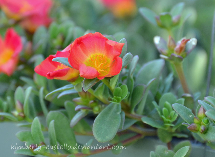 Portulaca