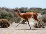 Guanaco by amaliabastos