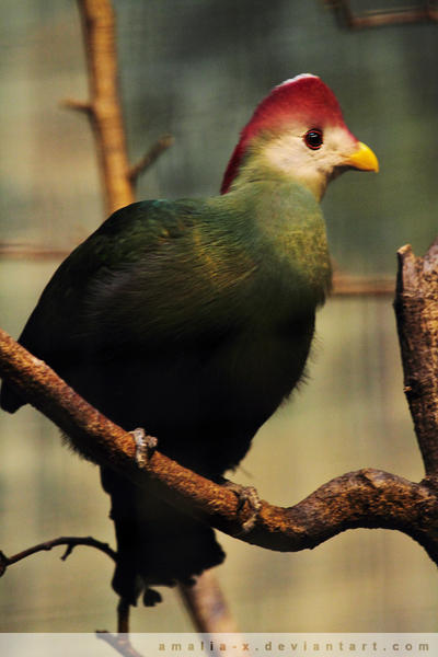 Turaco