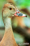 Plumed Whistling Duck by amaliabastos