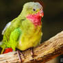 Rose-throated Parakeet
