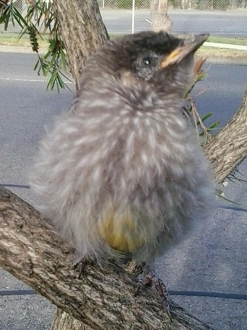 baby butcher bird