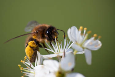 Pollination