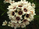 unknown white flower by Nicky8