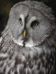 Grey owl