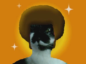 afrocat