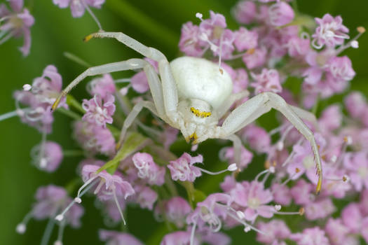 Crabspider