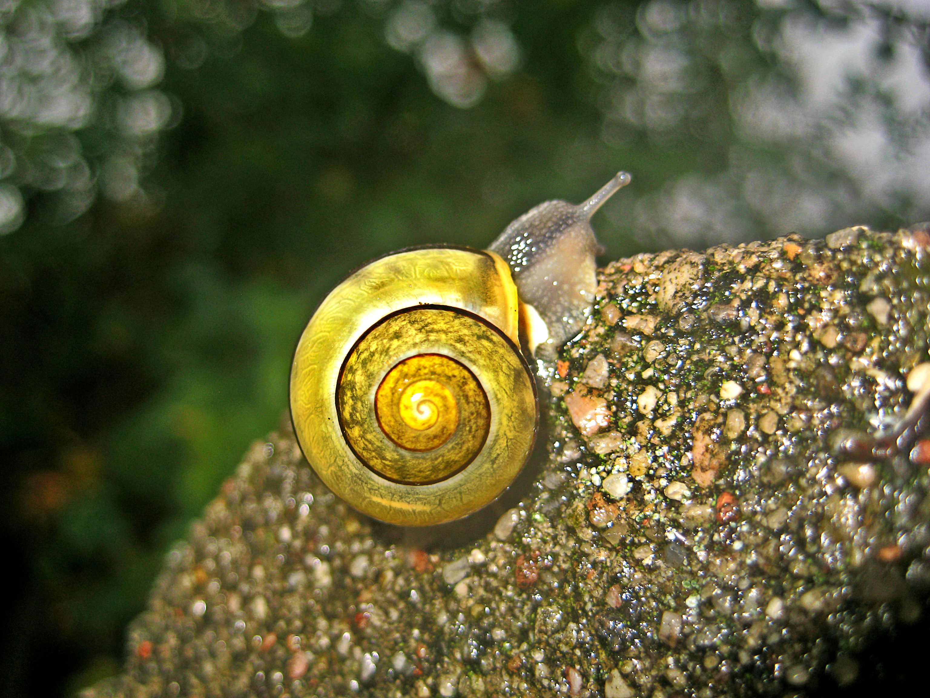 Snail '02