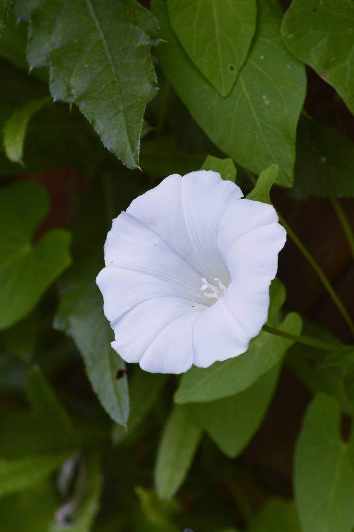 Calystegia sepium '04