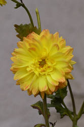 Dahlia '11