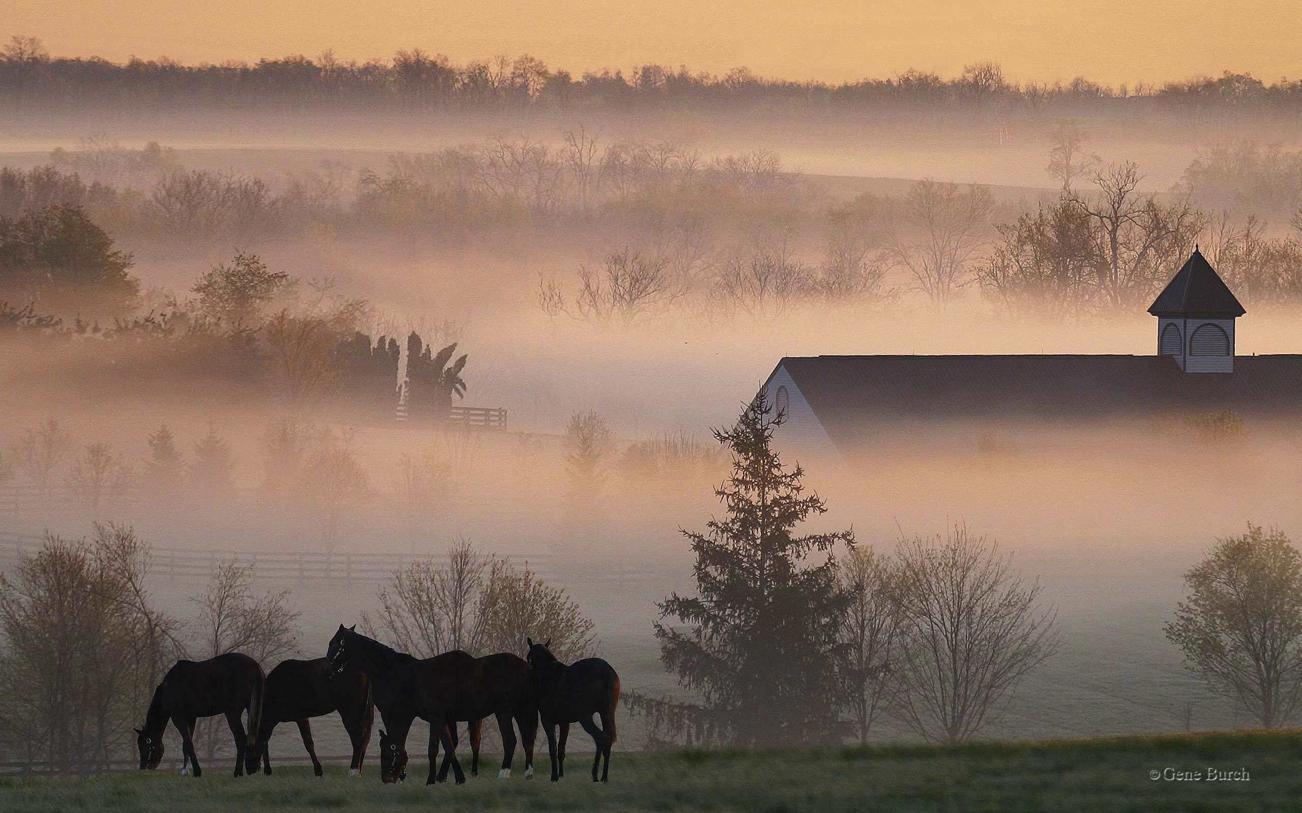 Foggyhorsefarm