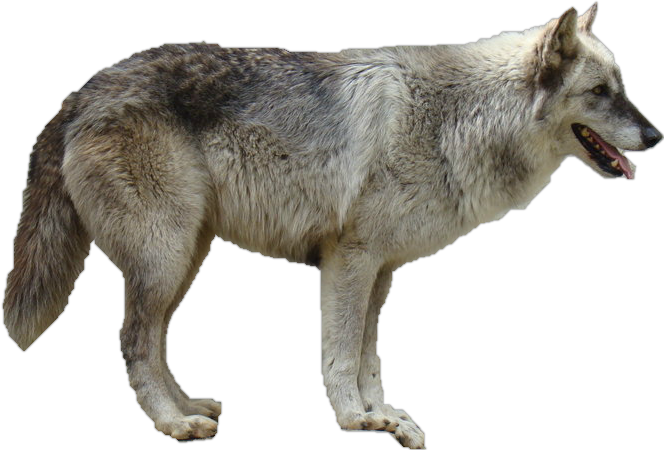 Grey Wolf Precut