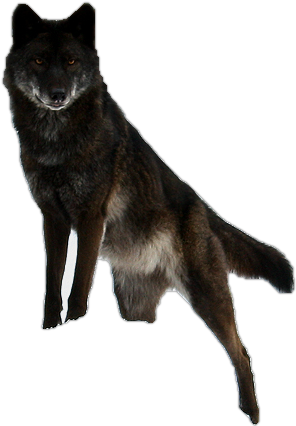 Black Timberwolf Precut