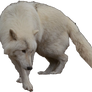 Arctic Wolf Precut