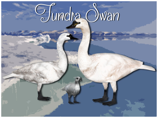 Zt2 Tundra Swan Download Screen By Grandechartreuse On Deviantart