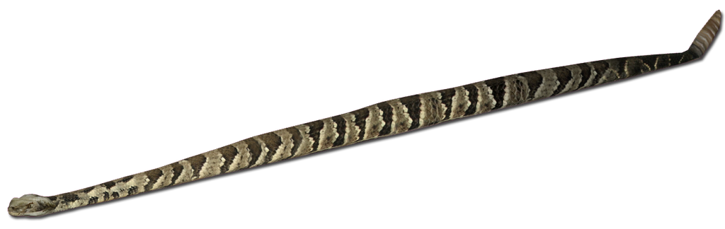 Timber Rattlesnake Main Skin by GrandeChartreuse on DeviantArt
