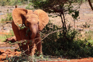 African Elephant Orphan - Kenya - 2018