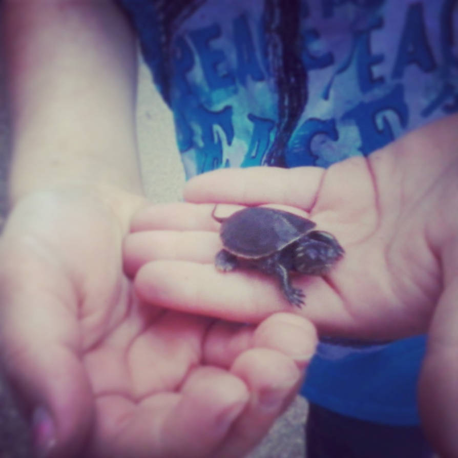 Baby Freaking Turtle! by poptartlover420 on DeviantArt