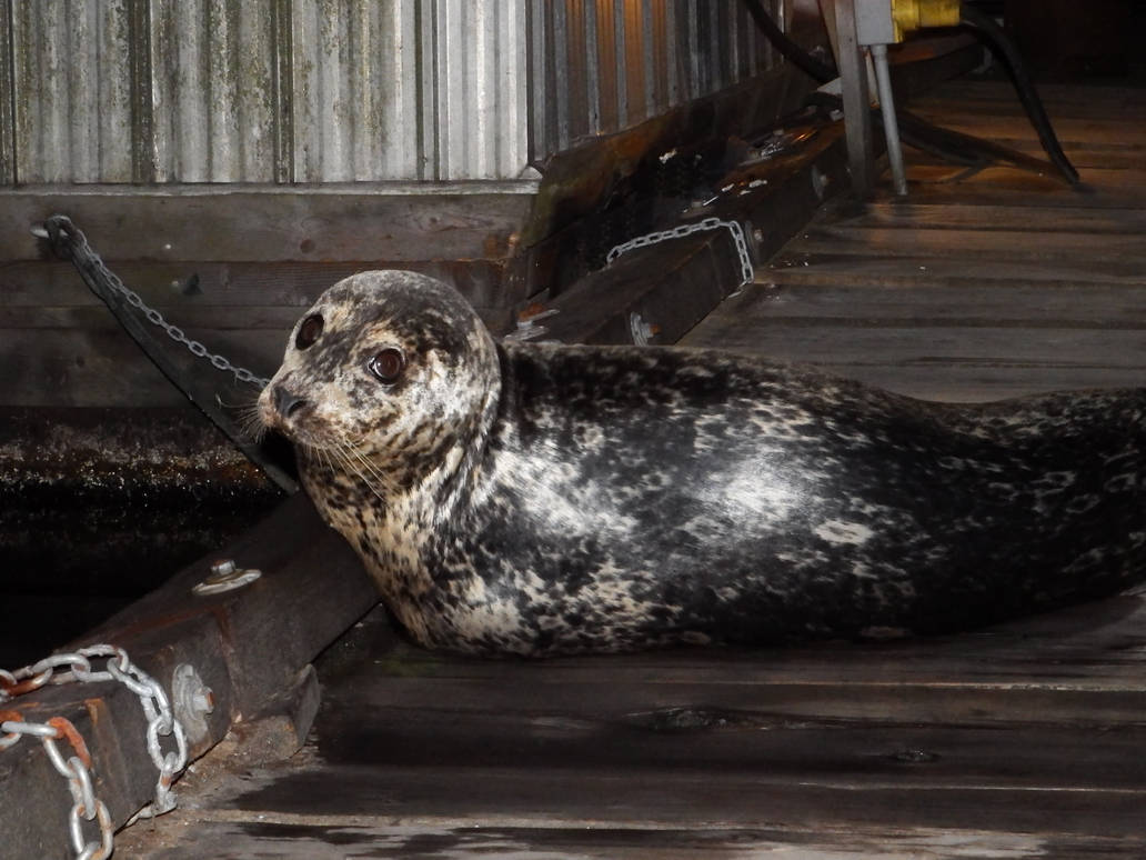 Harbour Seal at Night