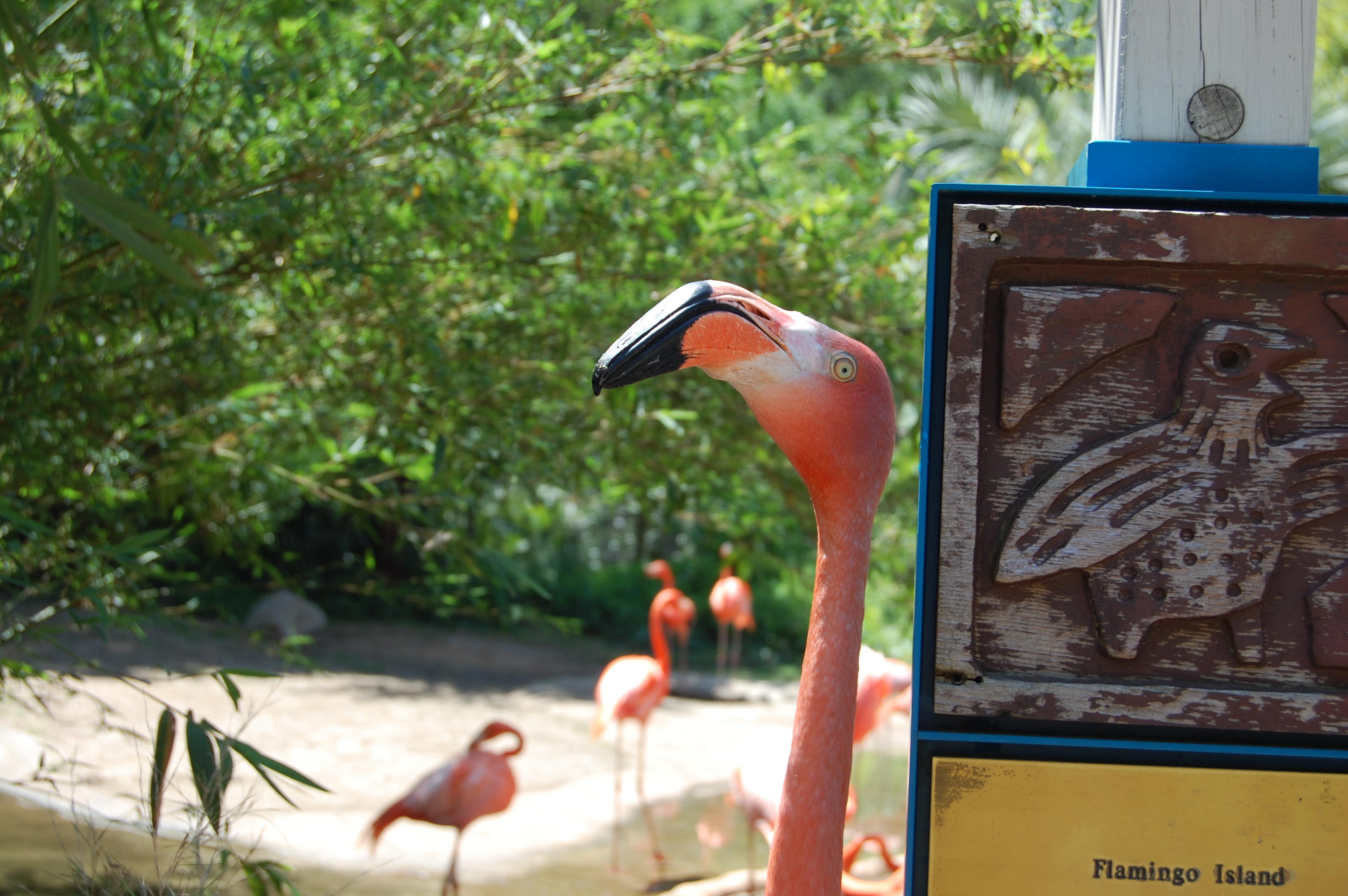 the Flamingo is judging you