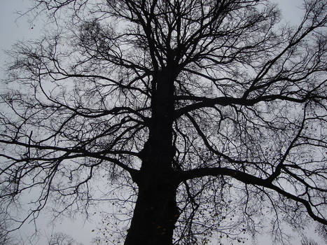 Dark Tree