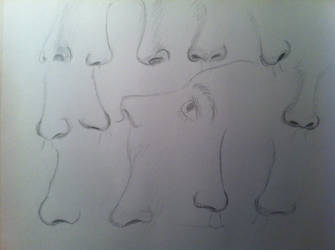 Nose Study