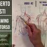 Drawing the torso: Skeleton, volumes and muscles