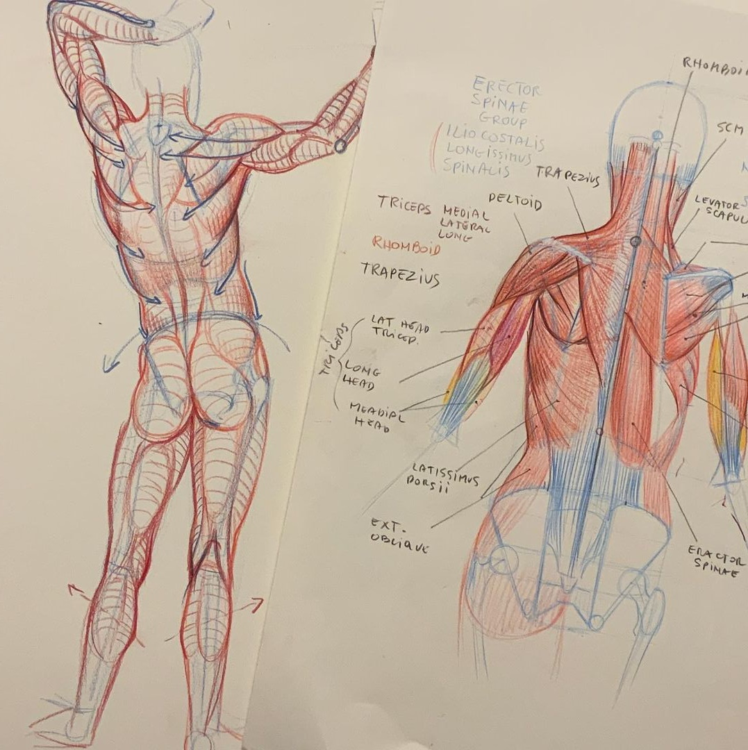 How to Draw Dynamic Anatomy - Step by Step