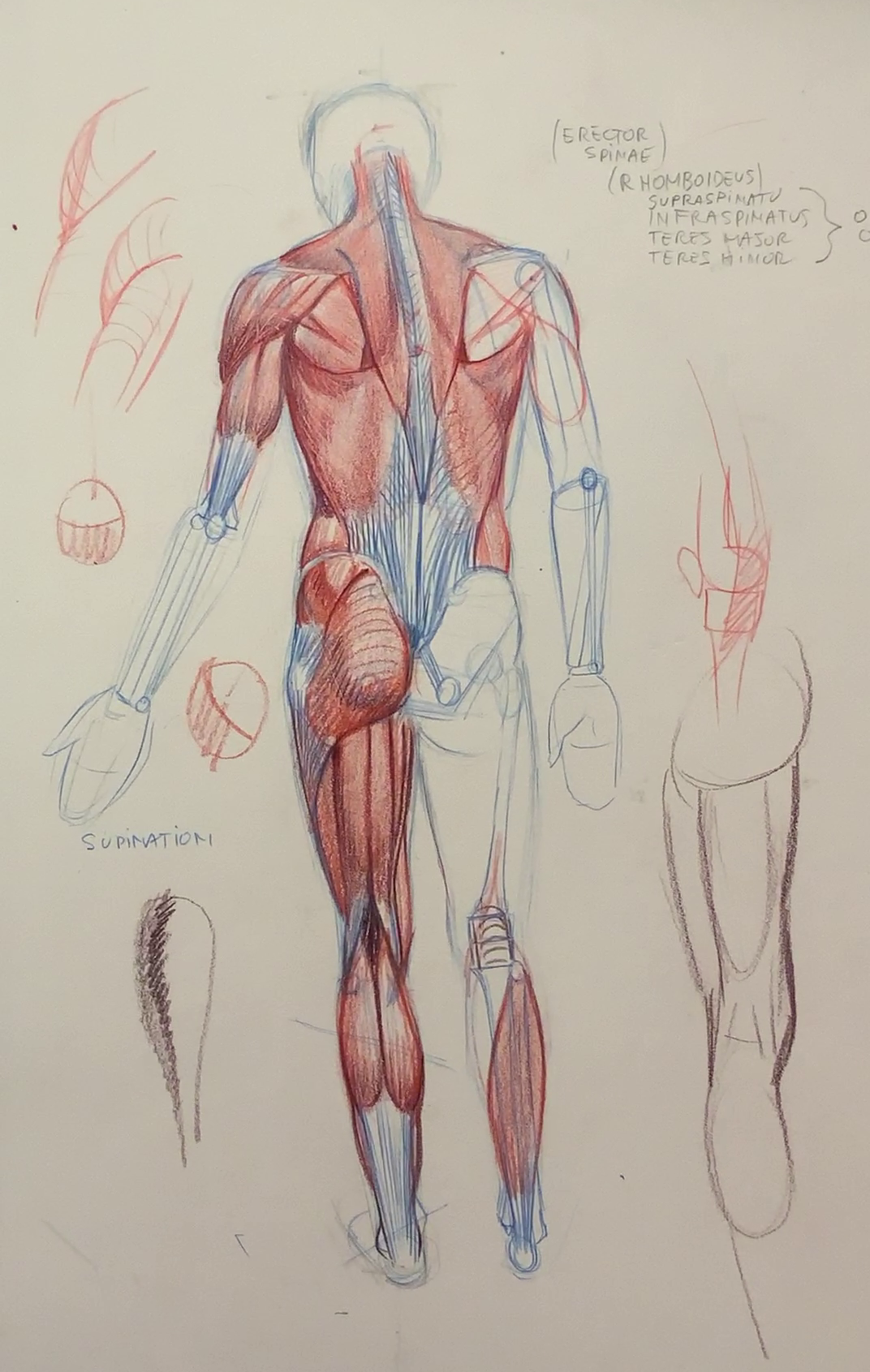 New Anatomy Sketchbook
