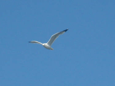 SeaGull