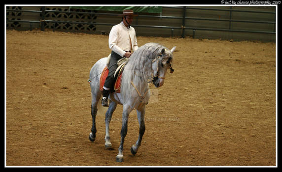 Andalusian 15