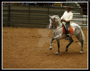 Andalusian 17