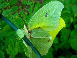 Like a leaf in the wind