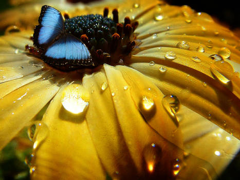 Watered down flower