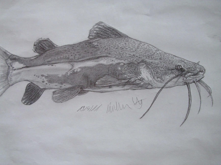 Redtail Catfish by Teratophoneus on DeviantArt