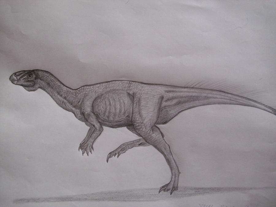 Phyllodon henkeli
