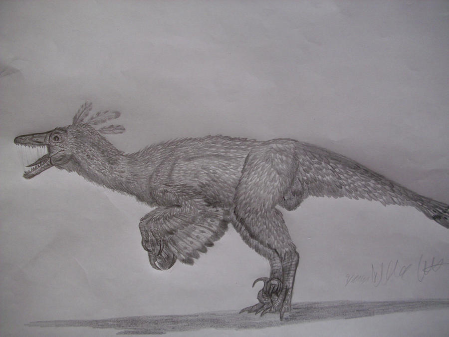 Ornithodesmus cluniculus