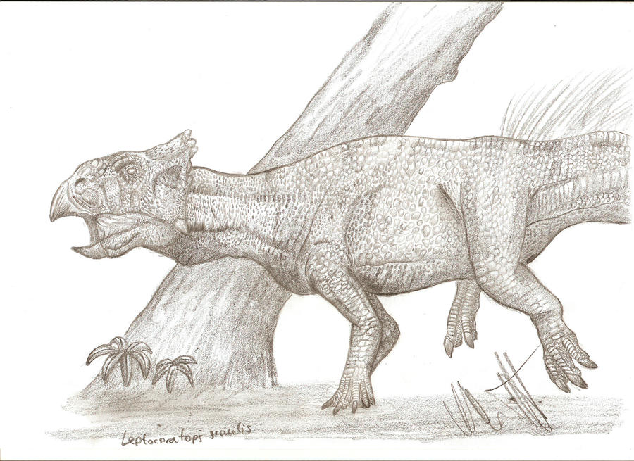 Leptoceratops gracilis