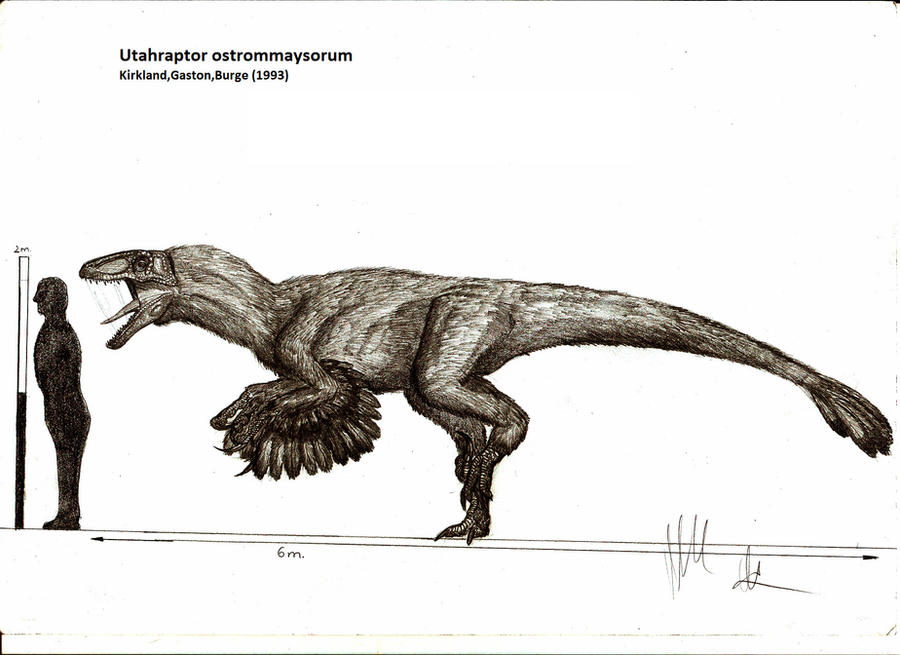 Utaraptor Utahraptor ostrommaysorum by Teratophoneus on DeviantArt