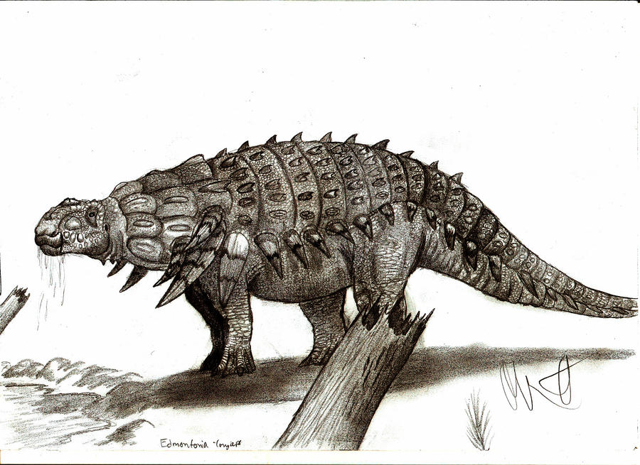 Edmontonia longiceps