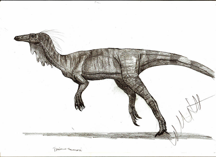 Timimus hermani by Teratophoneus