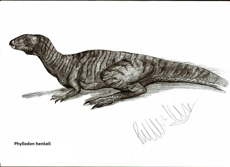 Phyllodon henkeli