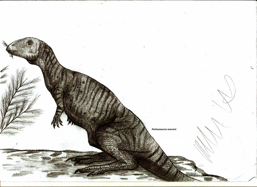 Parksosaurus warreni