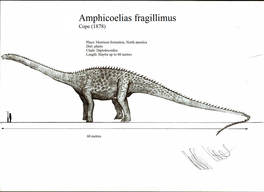 Amphicoelias fragillimus